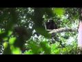 Chimp trekking in Budongo Forest, Uganda