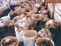 KFC  - CHICKEN