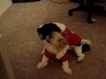 shih tzus play hard shih tzus play hard