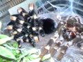 Blaze,My Mexican Redknee Molting