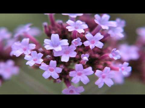 how to harvest verbena seeds