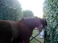 Cavalo no meu jardim