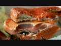 -loquendo- cr�tica al mcdonalds - by vegetto-