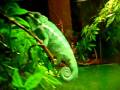 videos de Ambilobe Panther Chameleon