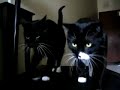catmovie