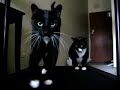 cat fitness on the treadmill x2 cat fitness on the treadmill x2