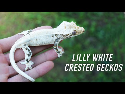 YouTube reptile video