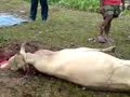 Ibadah Qurban Di Musim Banjir Ibadah Qurban Di Musim Banjir