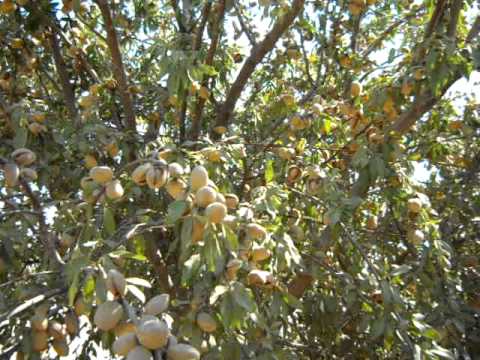 how to harvest nut trees