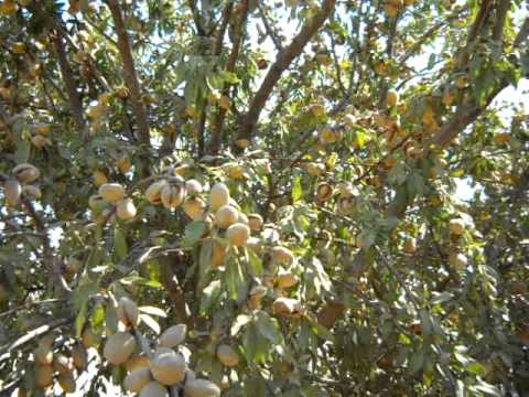 how to care almond tree