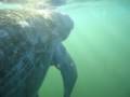 videos de Petting a Florida manatee