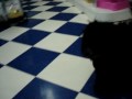 Otho - lhasa-apso Otho - lhasa-apso