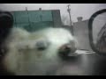 Angry Dog In Car3
