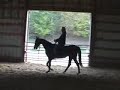 America, just started under saddle America, just started under saddle