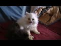 videos gatitos 1 diciembre zutro y clarita.MOD