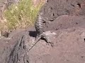 Western Fence Lizard