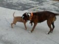 Yoshu Apbt Pitbull Red Nose Vs Mestiza de Pitbull y Boxer