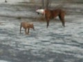Yoshu Apbt Pitbull Red Nose Vs Mestiza de Pitbull y Boxer Yoshu Apbt Pitbull Red Nose Vs Mestiza de Pitbull y Boxer