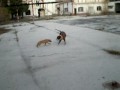 Yoshu Apbt Pitbull Red Nose Vs Mestiza de Pitbull y Boxer