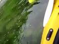 Stingray Swims Past Paddlers on a Kaikoura Kayaks tour