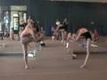 Yoga World Champs - Bikram Standing Series Demonstration