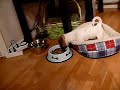 Milo 8 week old harasing cat