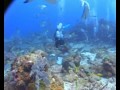 Roatan Honduras (Shark Dive) 2006 Roatan Honduras (Shark Dive) 2006