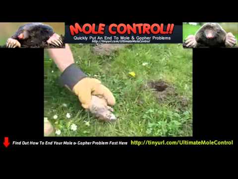 how to get more squirrels in your yard
