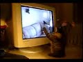 chat rigolo matte chat