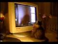 chat rigolo matte chat