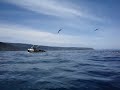orka orka