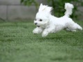Giovanna - Me and My Puppy