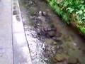 水のまち 郡上八幡 (後編)