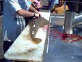 Sand Shark