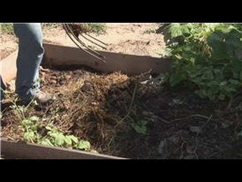 how to treat outside for fleas