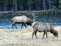 Yellowstone Elk Bugling