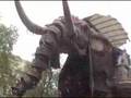 The-Sultans-Elephant