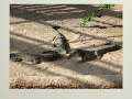 Crocodiles et Serpents