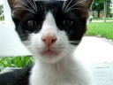 BW Kitty
