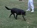 Hovering ol' Rappy Hovering ol' Rappy