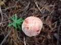 Amanita Muscaria!!!