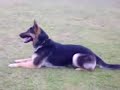Caisy vom haus Targa - Obedience Caisy vom haus Targa - Obedience