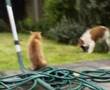 Dog-vs-Cat