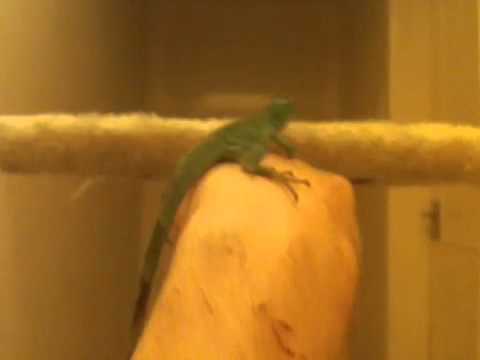how to train iguana