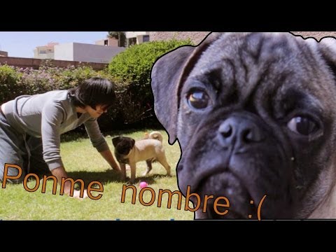 PONLE NOMBRE AL PERRO! :'D