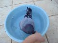 pombo domesticado