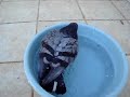 pombo domesticado