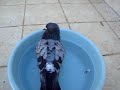 pombo domesticado