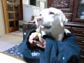 Click here to watch this video 恵方巻き犬 クララ