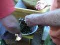 Vinho Tinto - Fabrica��o - Esmagando Uvas - Part 3